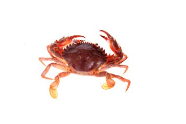 yengeç beyaz arkaplanda izole edildi.