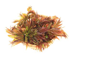 Toona Sinensis