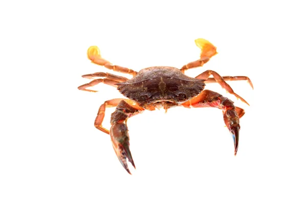 Krab geïsoleerd op witte achtergrond. — Stockfoto