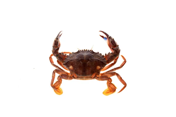 Krab geïsoleerd op witte achtergrond. — Stockfoto