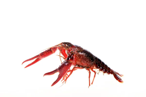 Crayfish — Stock Photo, Image