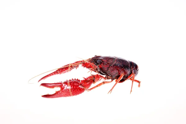 Crayfish — Stok Foto