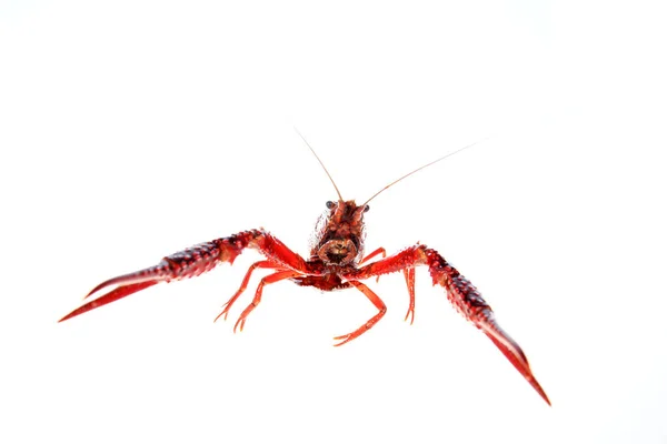 Crayfish — Stock Photo, Image