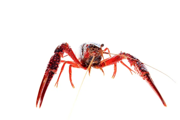 Crayfish — Stock Photo, Image