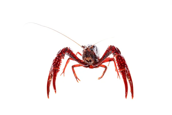 Crayfish — Stock Photo, Image