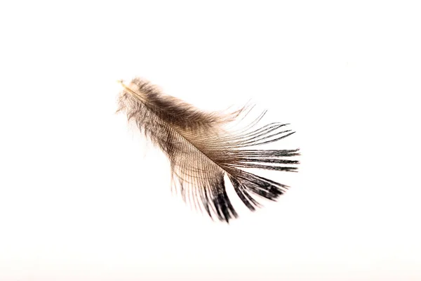 깃털 과하얀 배경 — 스톡 사진