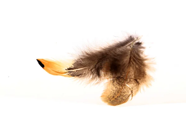 The feathers, white background — Stock Photo, Image