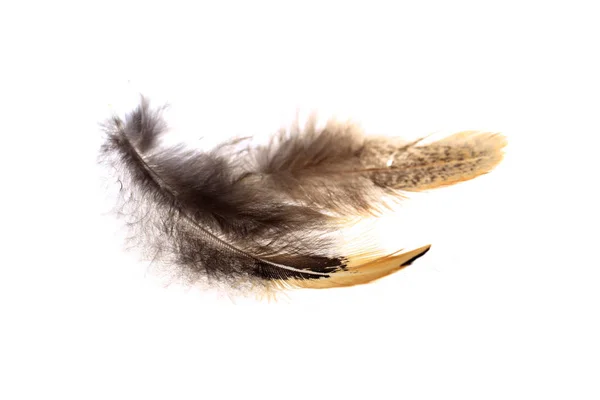 The feathers, white background — Stock Photo, Image