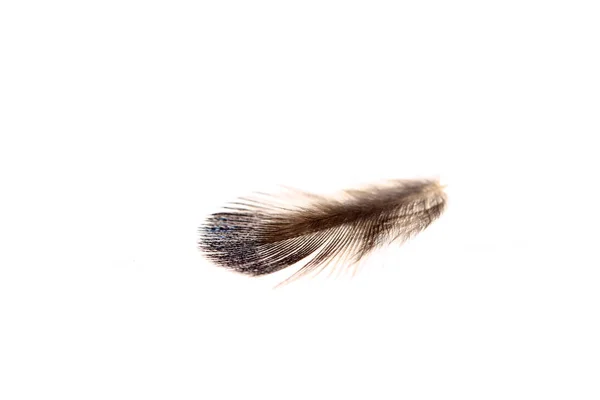 Pióra, białe tło — Zdjęcie stockowe