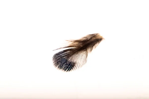 Las plumas, fondo blanco — Foto de Stock