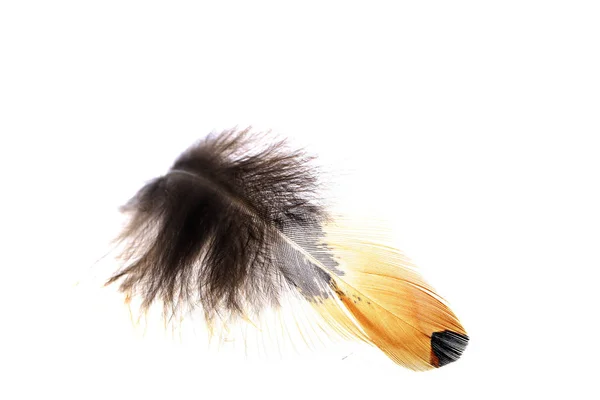 The feathers, white background — Stock Photo, Image