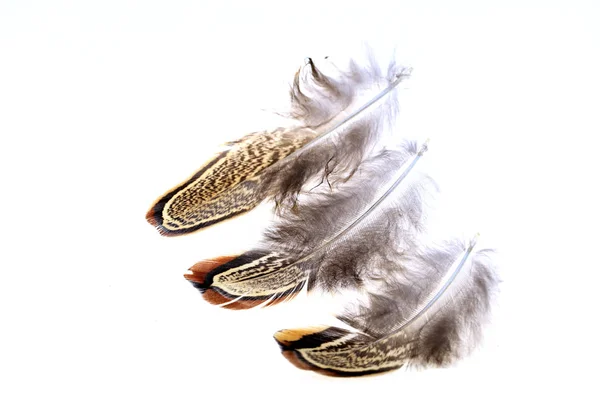 Die Federn, weißer Hintergrund — Stockfoto