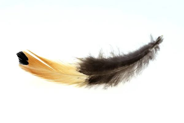 깃털 과하얀 배경 — 스톡 사진