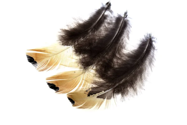 The feathers, white background — Stock Photo, Image