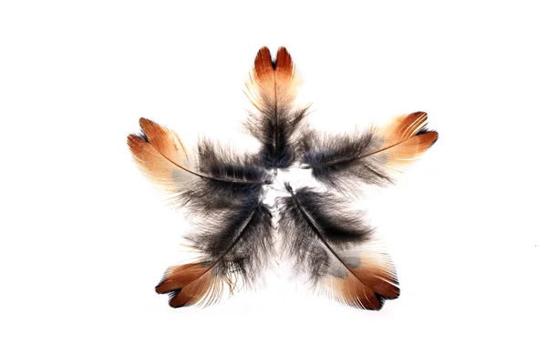 Las plumas, fondo blanco — Foto de Stock