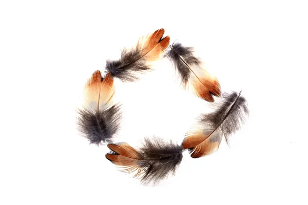 The feathers, white background — Stock Photo, Image