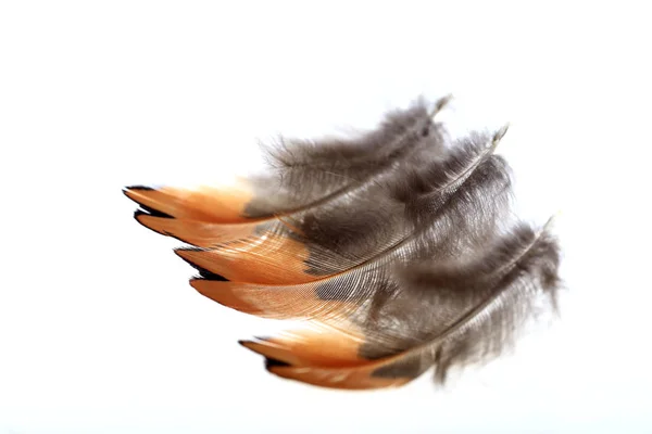 Las plumas, fondo blanco — Foto de Stock