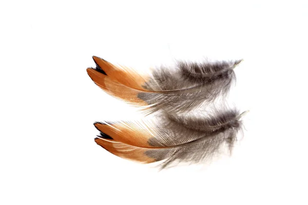 The feathers, white background — Stock Photo, Image