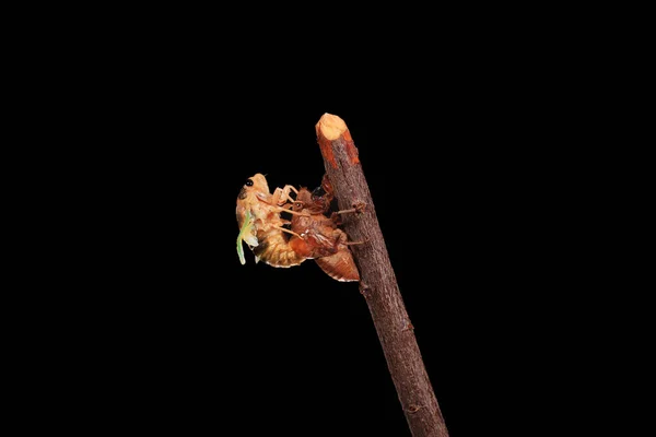 Een cicade metamorfosen op een tak, — Stockfoto