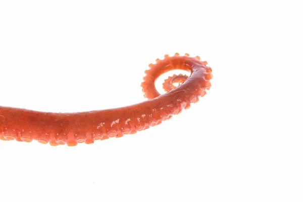 Polpo Tentacoli — Foto Stock