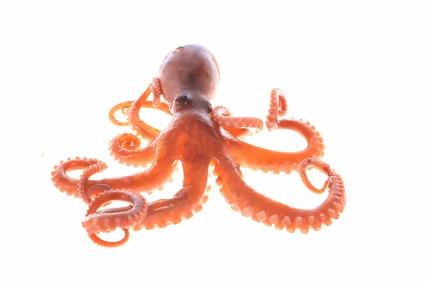 Pulpo — Foto de Stock