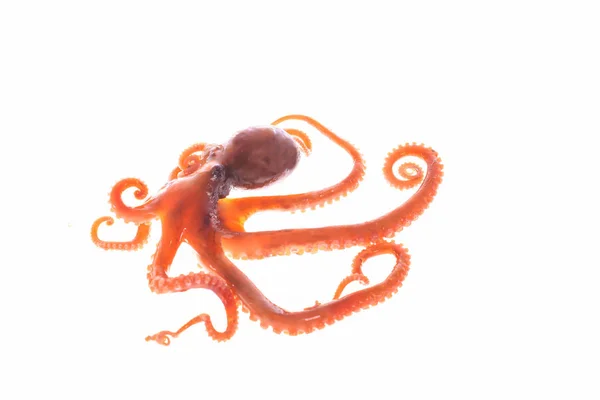 Octopus — Stockfoto