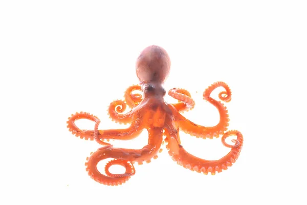 Pulpo —  Fotos de Stock