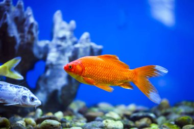 Süslü balık, koi balığı.,