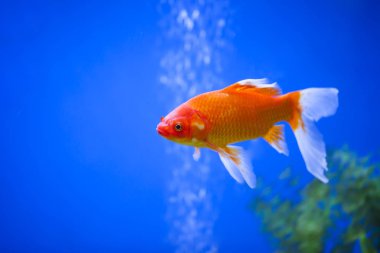 Süslü balık, koi balığı.,