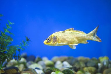 Süslü balık, koi balığı.,