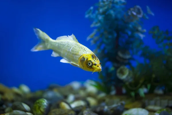 Ornamental fish, koi fish, — Stock Photo, Image