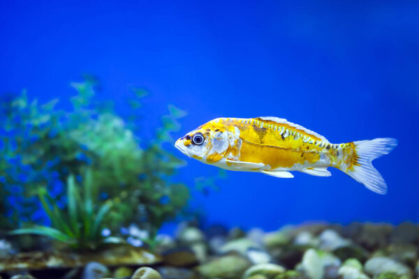 Рыба декоративная, рыба кои
,