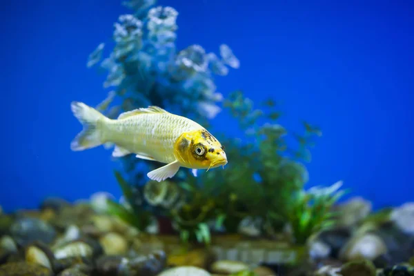 Ornamental fish, koi fish, — Stock Photo, Image