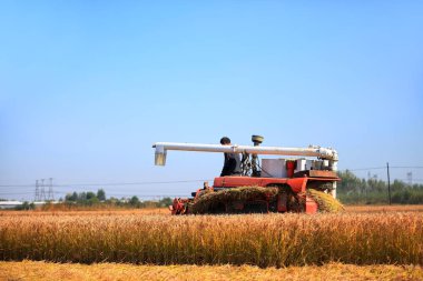 Hasat makinesi pirinç topluyor.