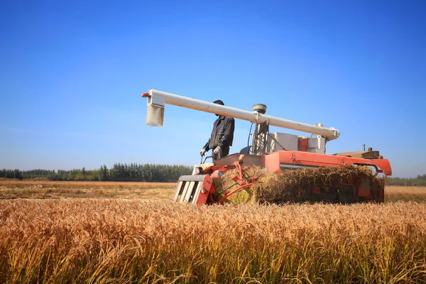 Harvester machine is harvesting rice — Stock Photo, Image