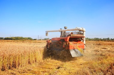 Hasat makinesi pirinç topluyor.
