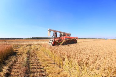 Hasat makinesi pirinç topluyor.