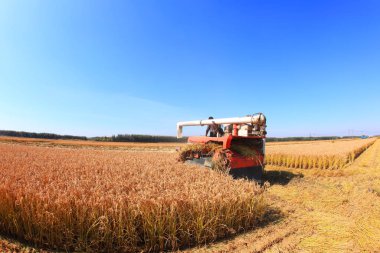 Hasat makinesi pirinç topluyor.