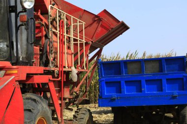 Modern biçerdöver ekili mısır mahsulünü hasat ediyor.