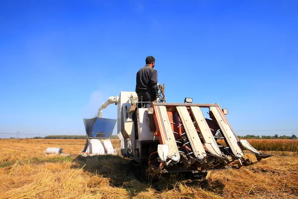 Harvester machine is harvesting rice — Stock Photo, Image