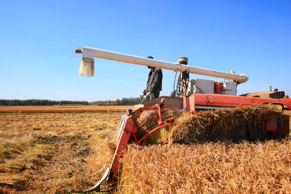 Colheitadeira máquina está colhendo arroz — Fotografia de Stock