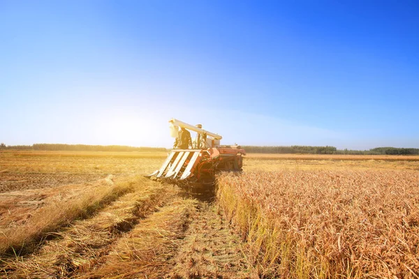 Harvester machine is harvesting rice — Stock Photo, Image