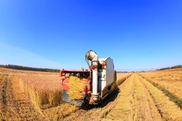 Harvester machine is harvesting rice — Stock Photo, Image