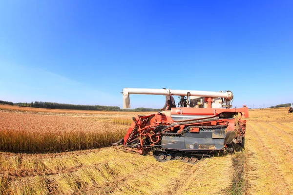 Harvester machine is harvesting rice — Stock Photo, Image