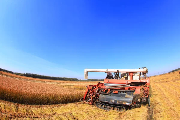 Harvester machine is harvesting rice — Stock Photo, Image