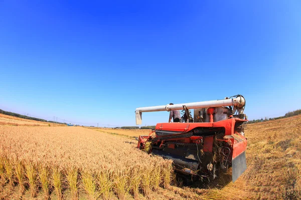 Harvester machine is harvesting rice — Stock Photo, Image