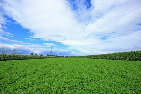 The fields of peanuts — Stock Photo, Image