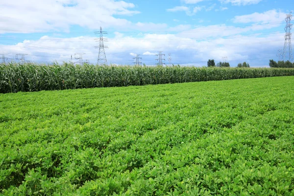 Os campos de amendoins — Fotografia de Stock