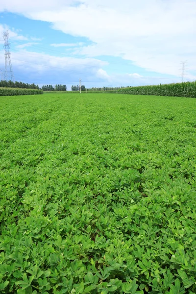 Os campos de amendoins — Fotografia de Stock