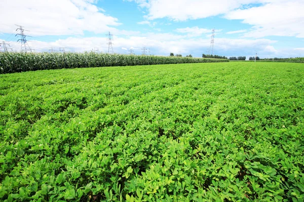 Os campos de amendoins — Fotografia de Stock